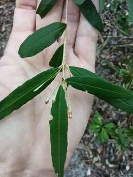 Image of Phebalium woombye (Bailey) Domin