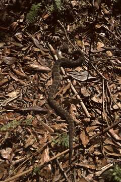 Image of Godman's Montane Pit Viper