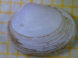 Image of giant pea mussel