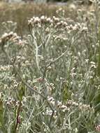 Sivun Helichrysum indicum (L.) Grierson kuva