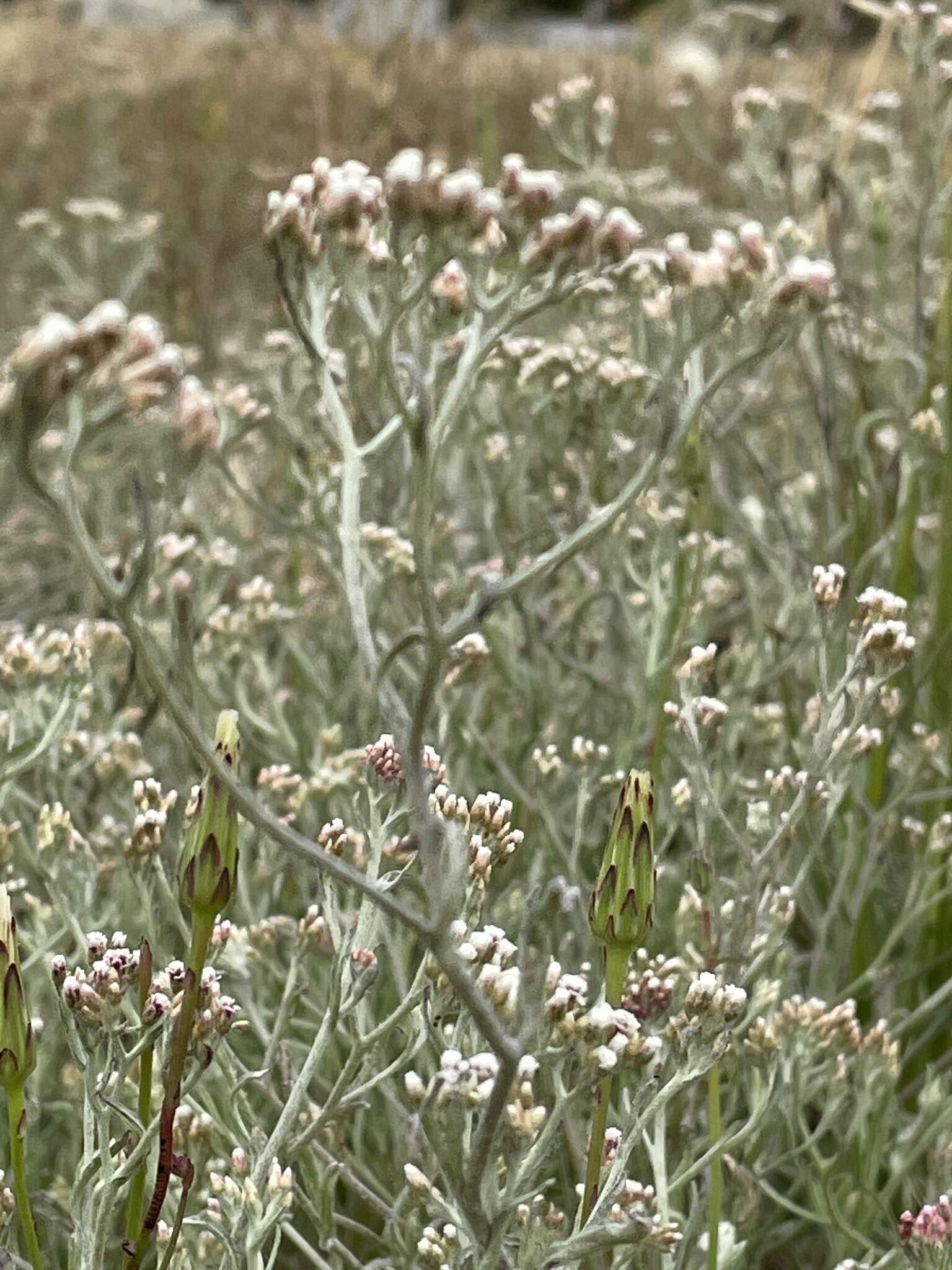 Sivun Helichrysum indicum (L.) Grierson kuva