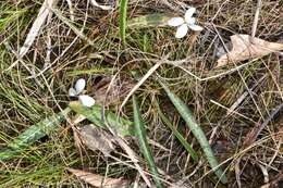 Image of bog white violet