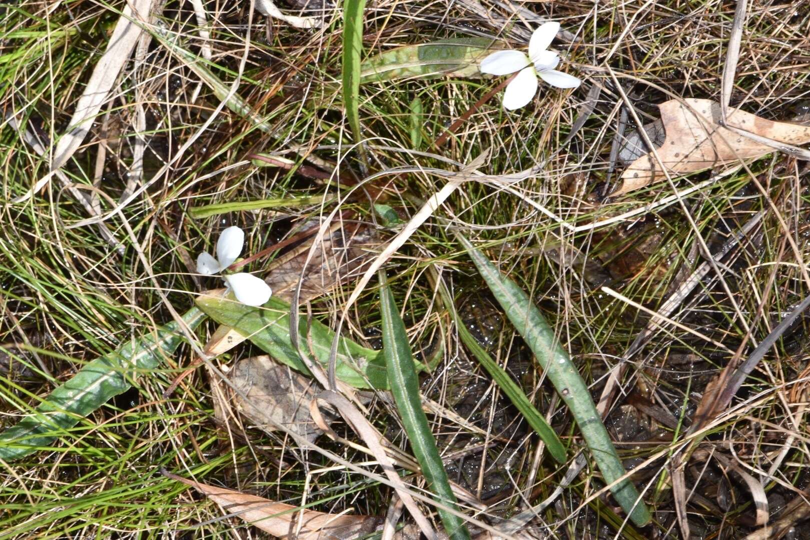 Image of bog white violet