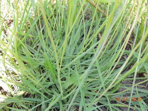 Image of Plantago maritima subsp. ciliata Printz