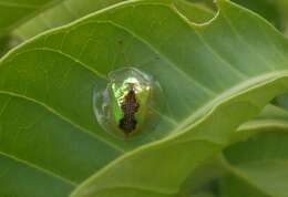 صورة Coptocycla (Psalidonota) rufonotata Champion 1894