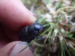 Imagem de Scythrodes squalidus Broun 1886