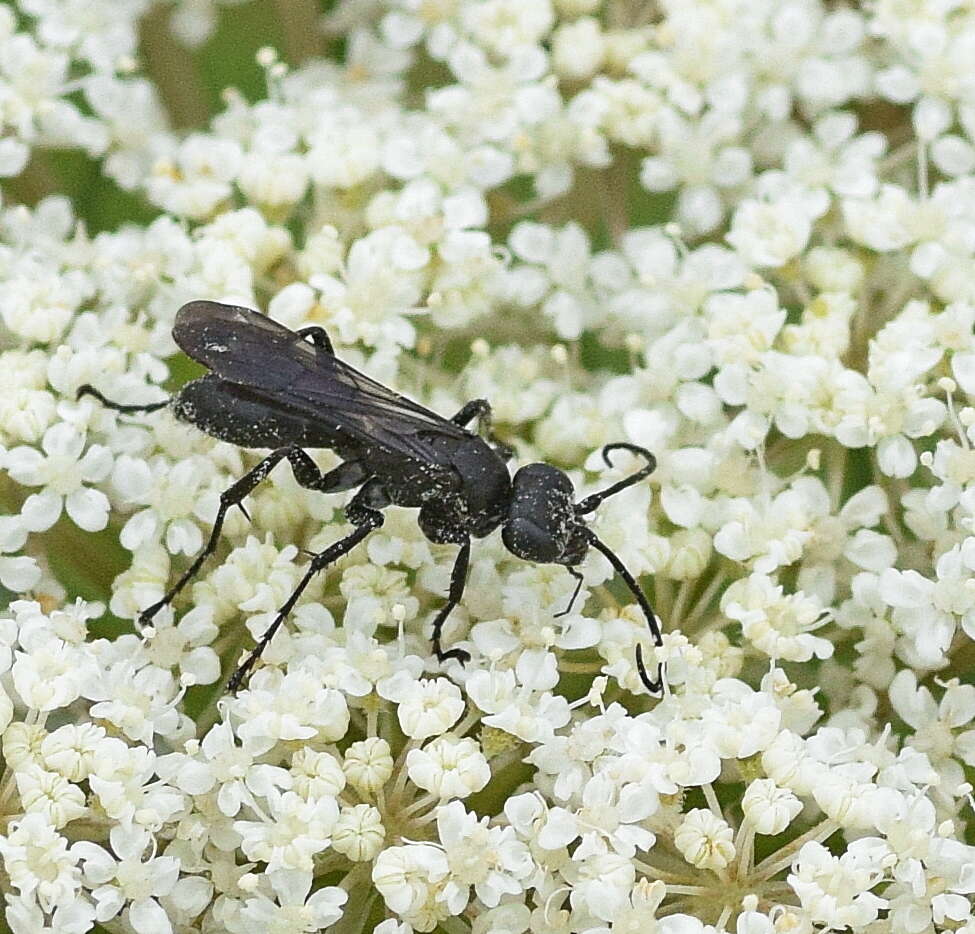 Anoplius nigerrimus (Scopoli 1763) resmi