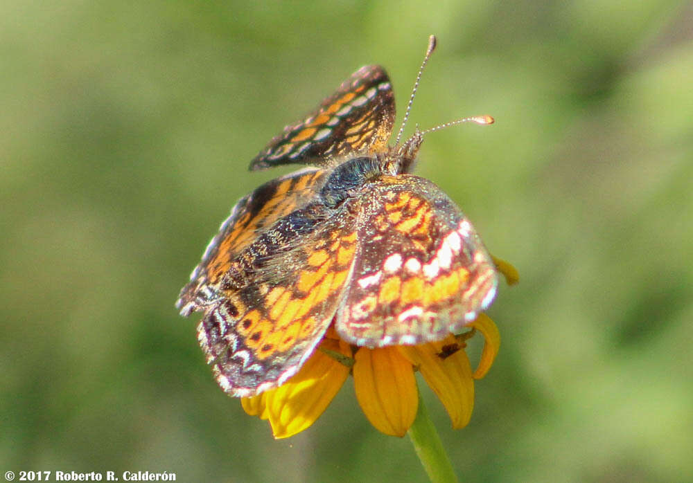 Image of <i>Phyciodes <i>phaon</i></i> phaon