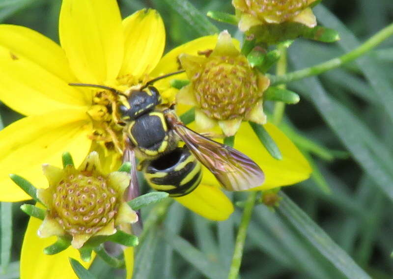 Image of Paranthidium jugatorium lepidum (Cresson 1878)