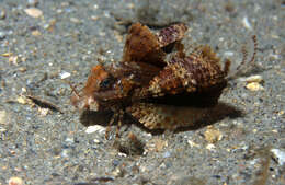 Image of Bandtail sea-robin