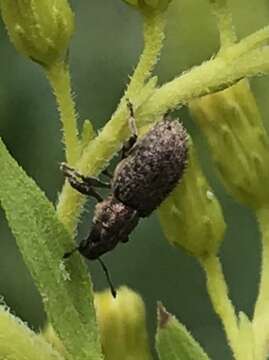 Image of Clover Root Weevil