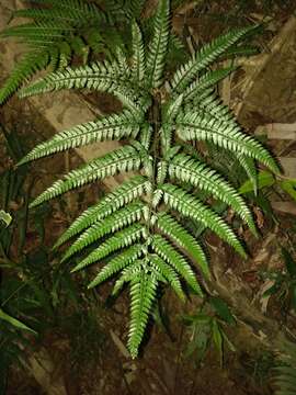 Image of East Indian hollyfern