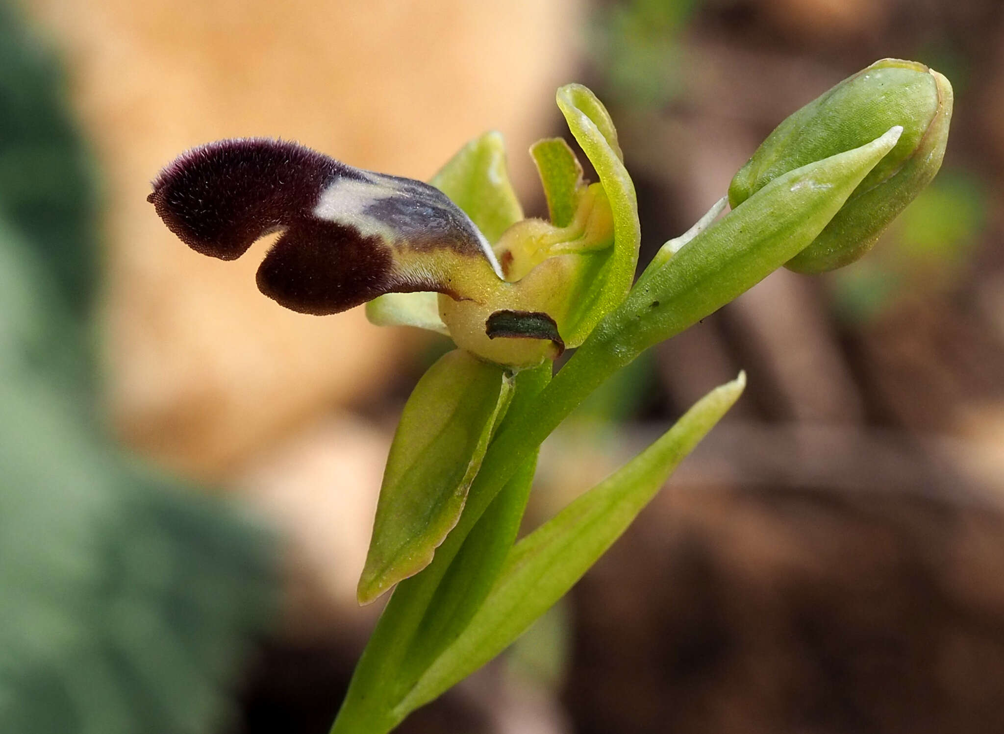 Image of Ophrys omegaifera subsp. israelitica (H. Baumann & Künkele) G. Morschek & K. Morschek