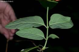 Image of Lonicera pilosa Willd. ex Kunth