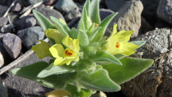 Image of golden desert-snapdragon