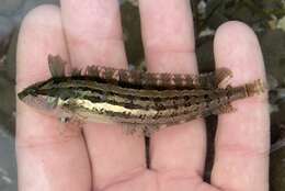 Image of Striped Kelpfish