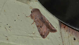 Imagem de Orthosia hibisci Guenée 1852