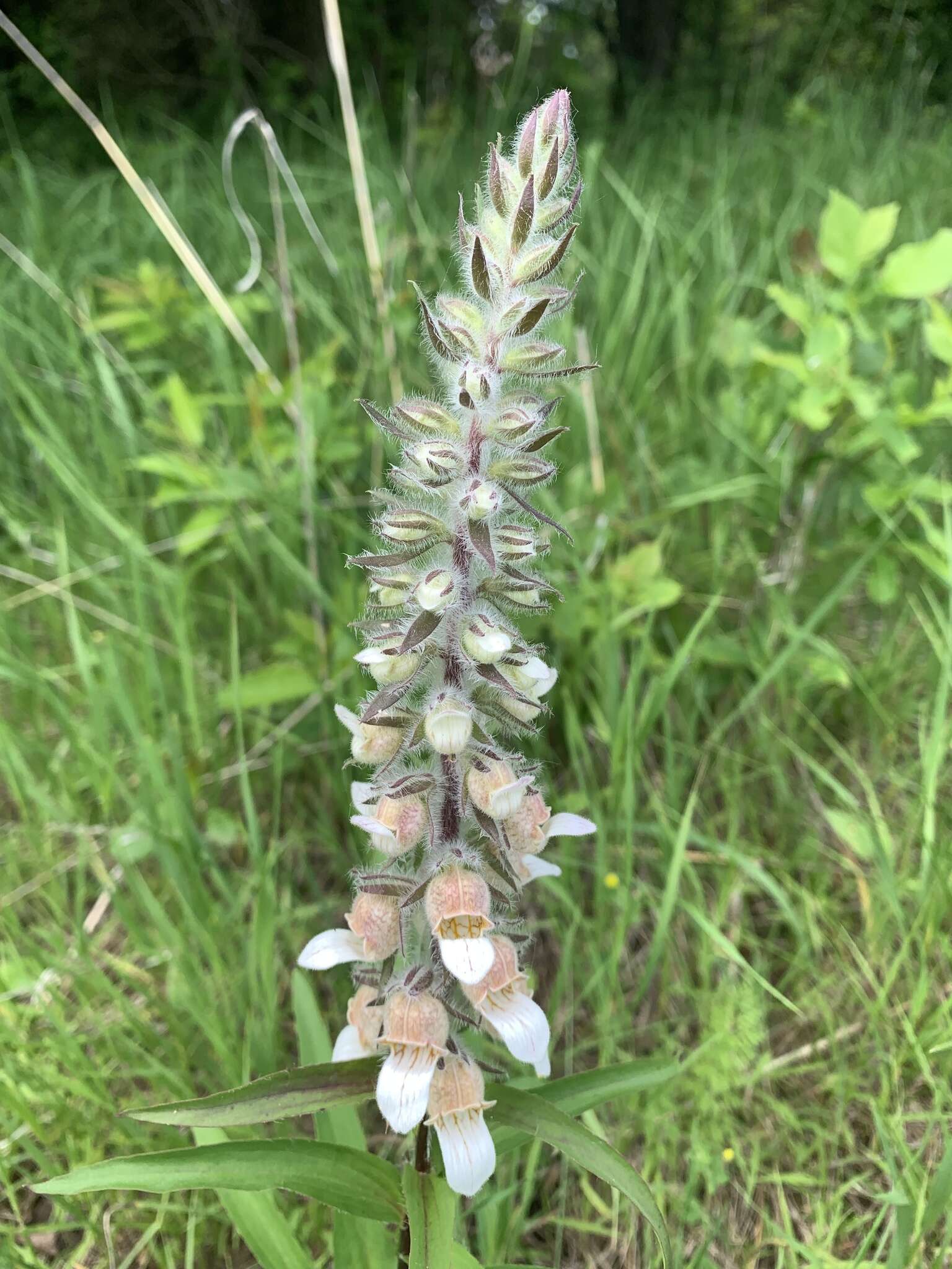 Image of Grecian foxglove