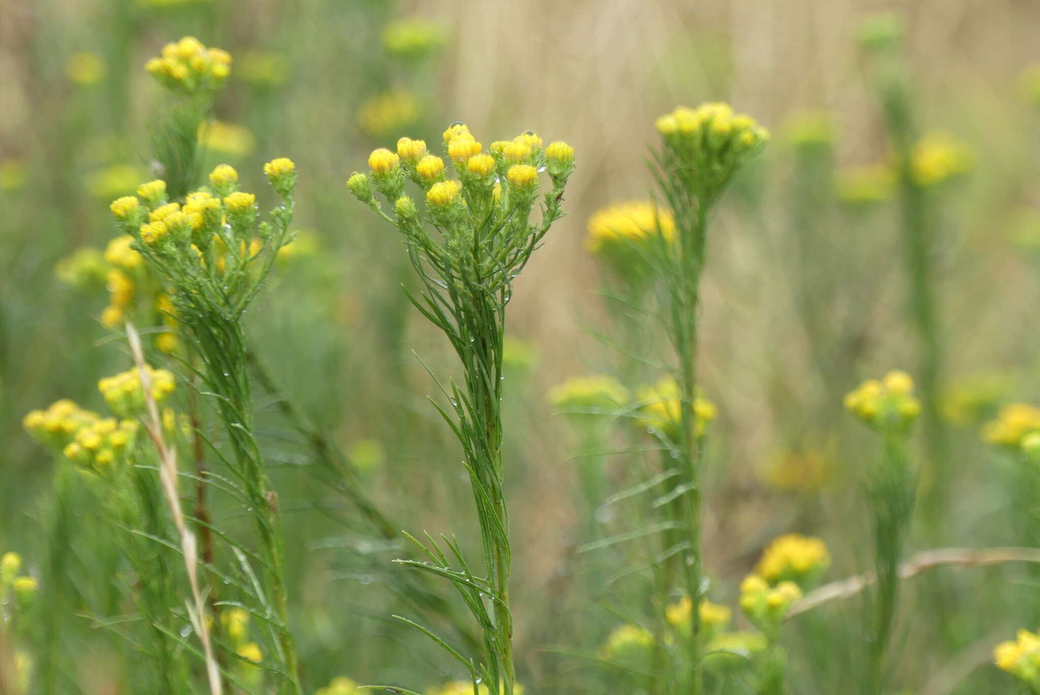 صورة Galatella linosyris (L.) Rchb. fil.