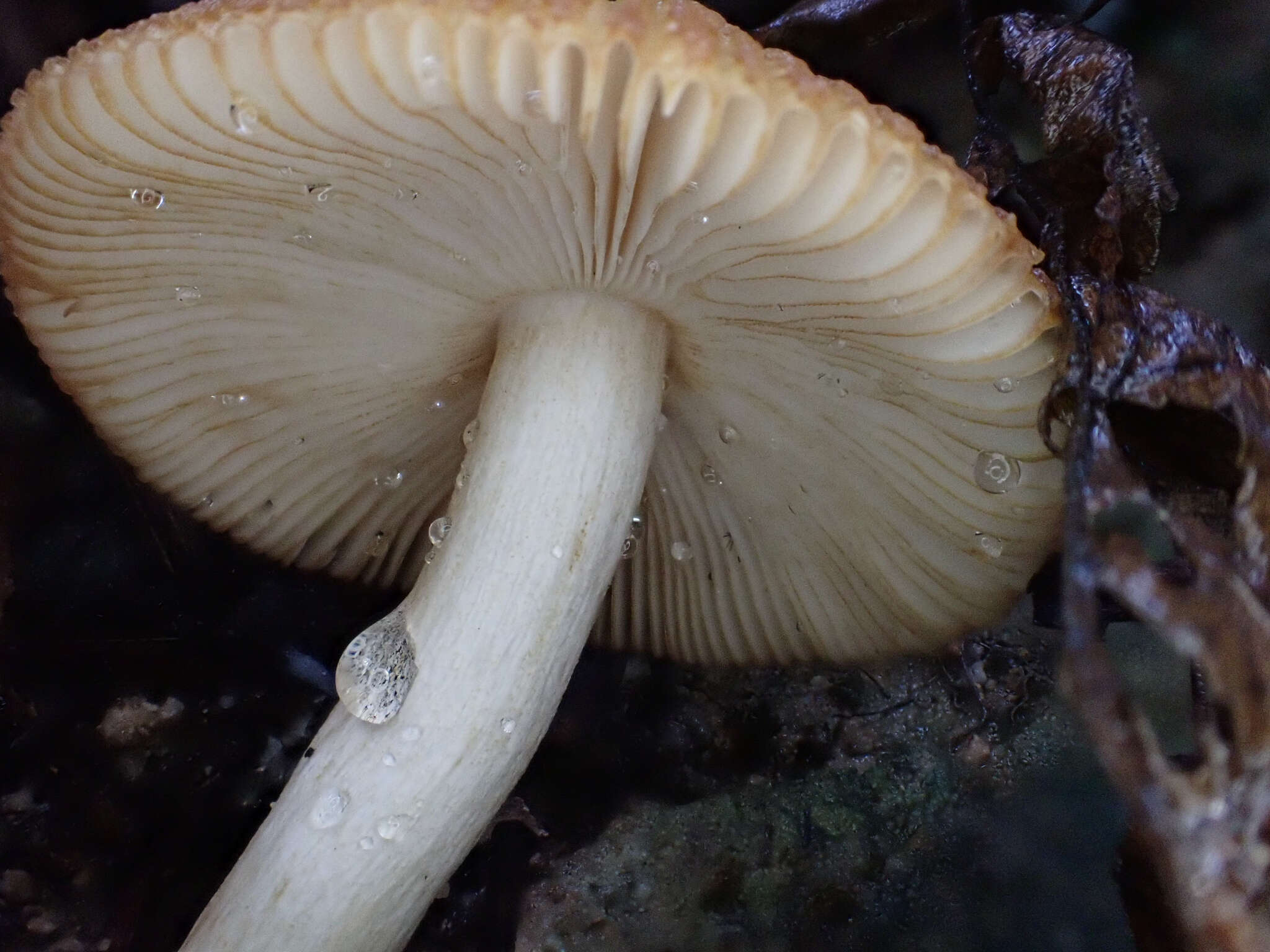 Image of Russula senecis S. Imai 1938