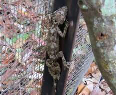 Image of Southern Leaf-tailed Gecko