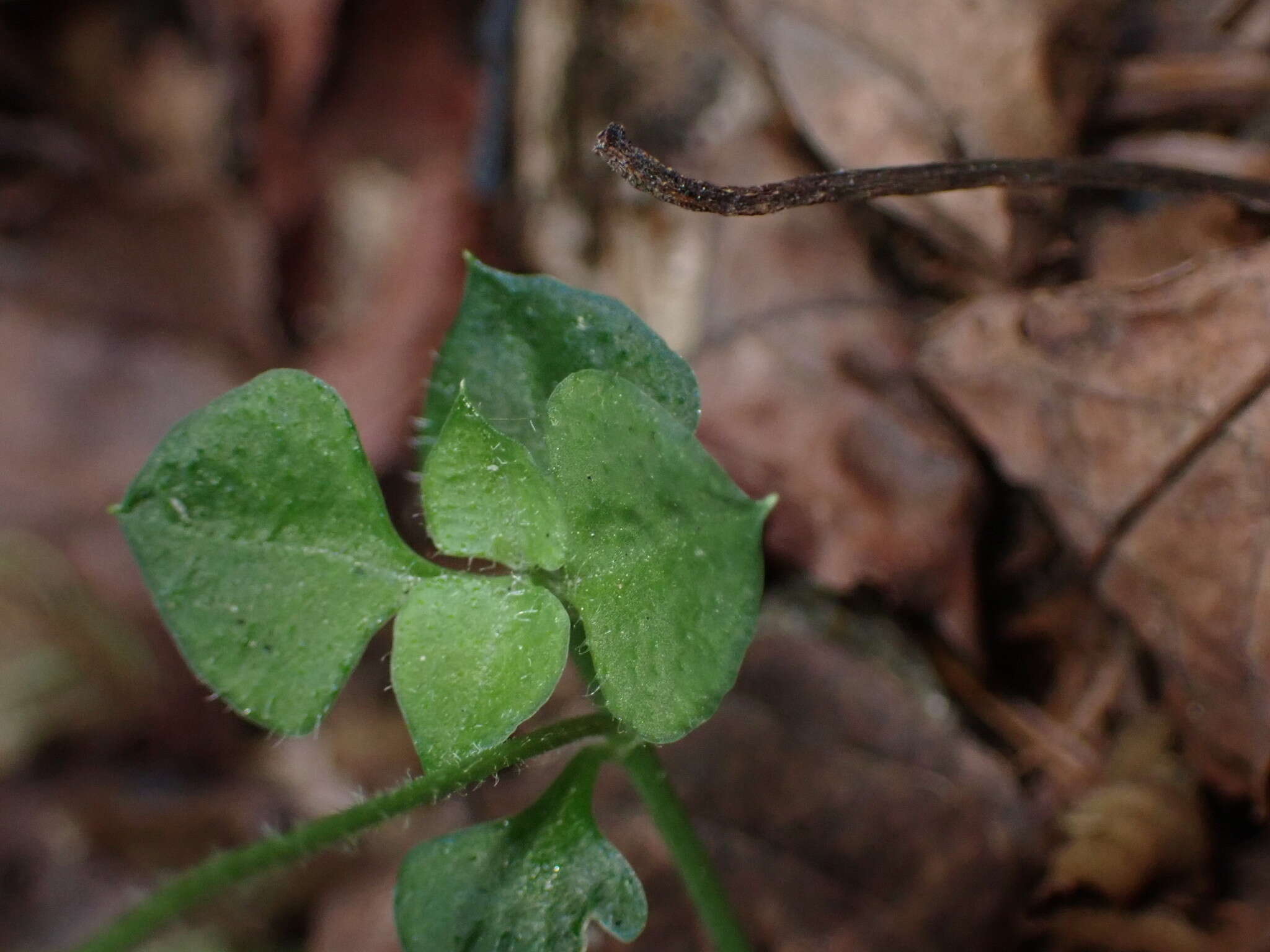 Слика од Nubelaria arisanensis