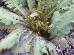 Image of Meconopsis paniculata (D. Don) Prain