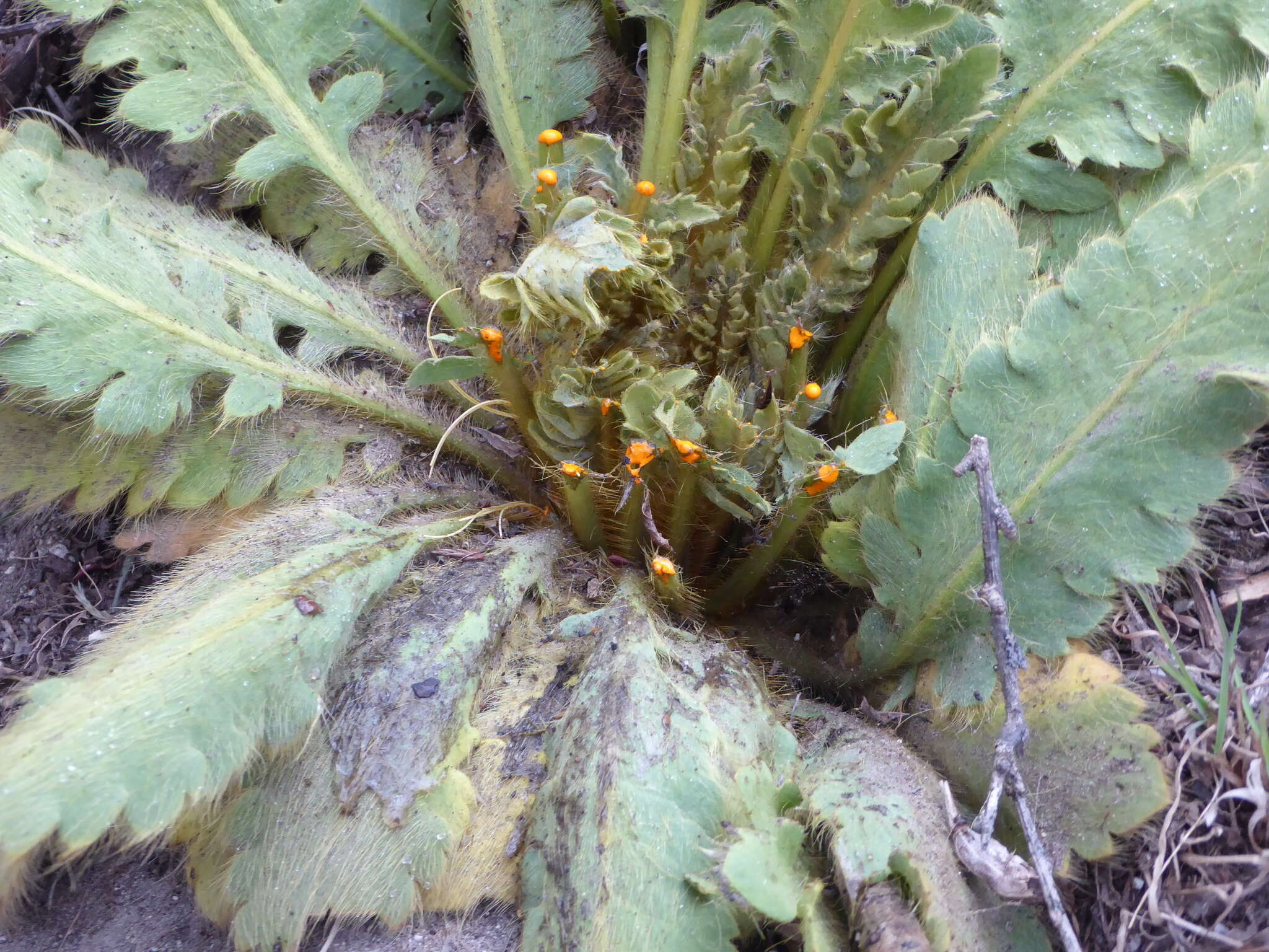 Image of Meconopsis paniculata (D. Don) Prain