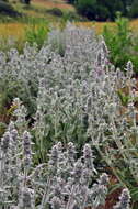 Stachys cretica L. resmi