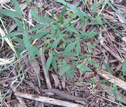 Image of spreading snakeroot