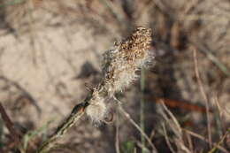 Image de Pterocaulon lorentzii Malme