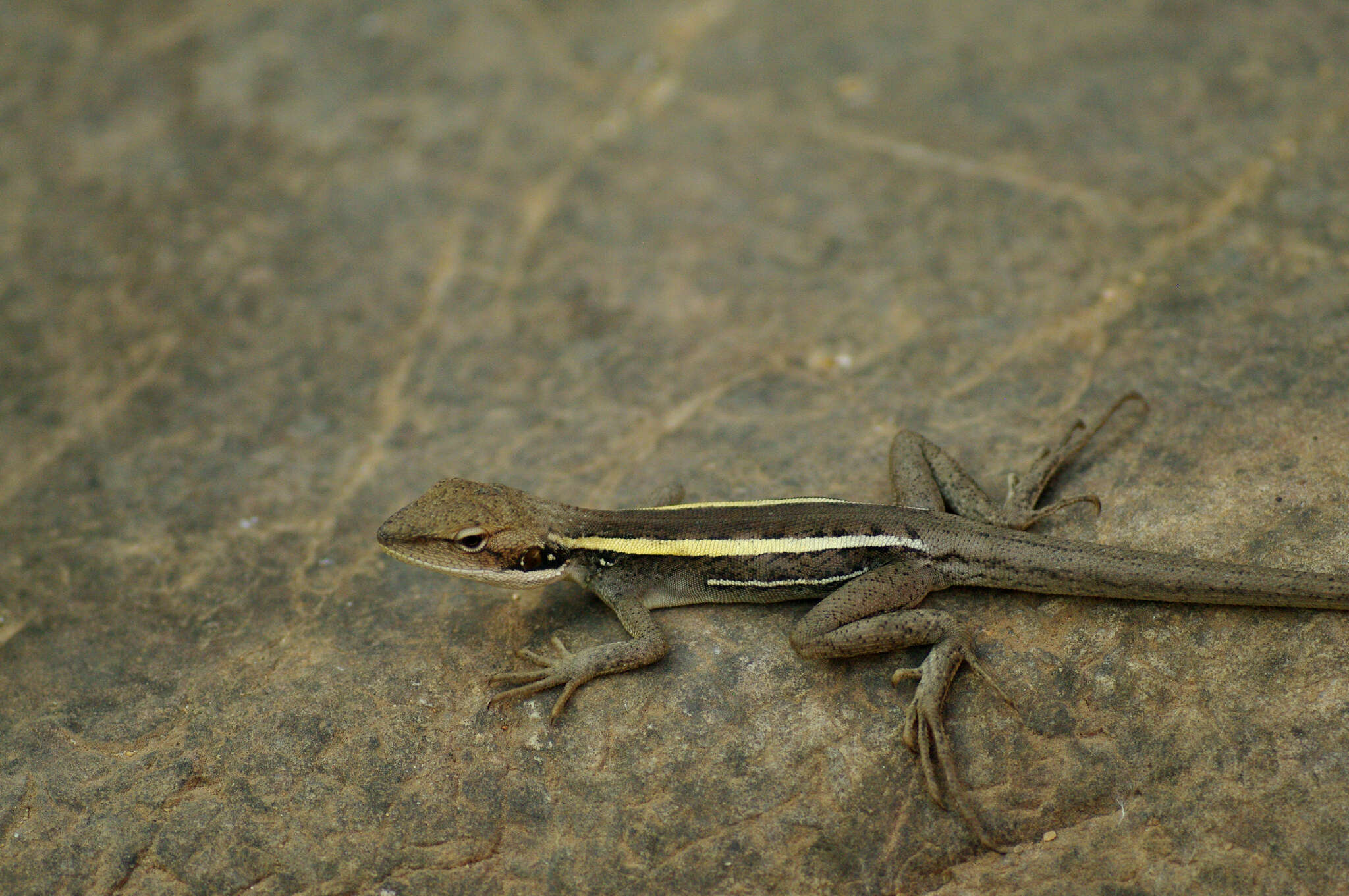 Image of Long-nosed Water Dragon