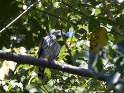 Image of Sulawesi Goshawk