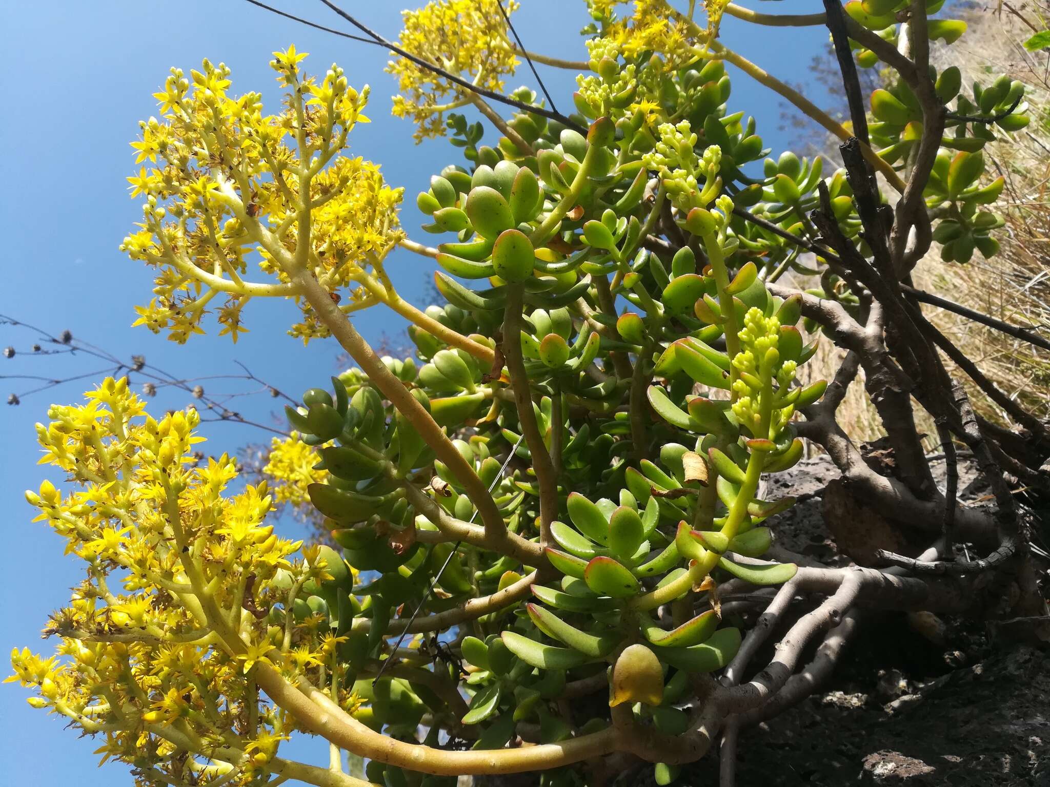 Image of tree stonecrop