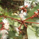 Image of Calyptranthes chiapensis Lundell