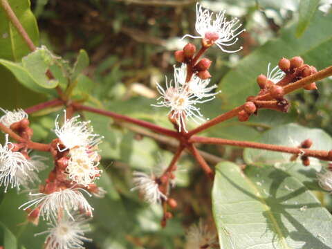 Image of Calyptranthes chiapensis Lundell