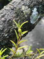 Image of redblotch tufted orchid