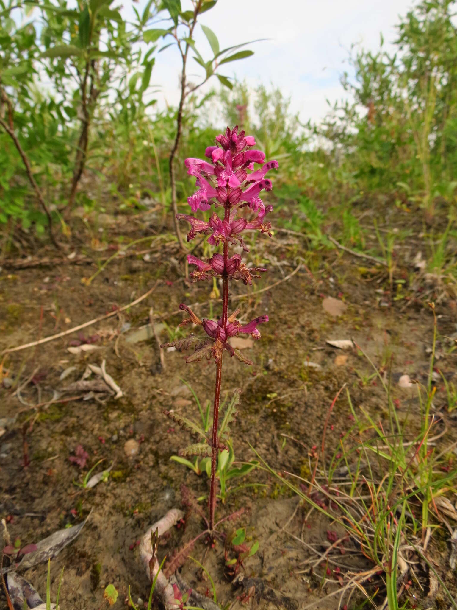 Imagem de Pedicularis verticillata L.