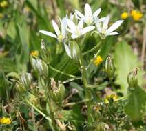 Imagem de Ornithogalum divergens Boreau