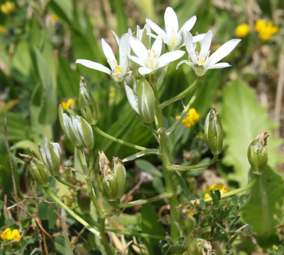 Image of Ornithogalum divergens Boreau