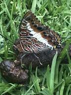 Image of Charaxes brutus