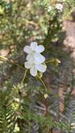 Image of Drosera erythrogyne N. Marchant & Lowrie