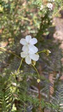 Image de Drosera erythrogyne N. Marchant & Lowrie