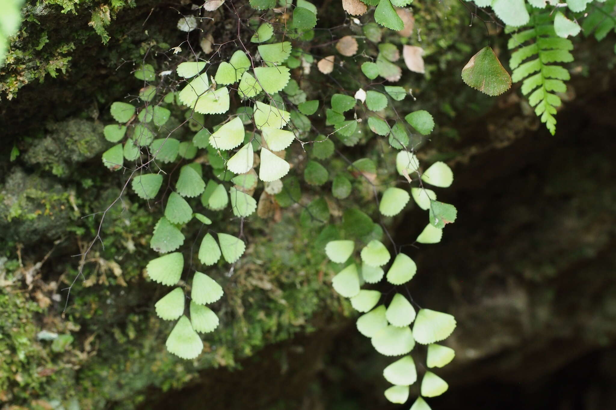 Image of Adiantum monochlamys Eat.