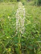 Image of Lizard orchid