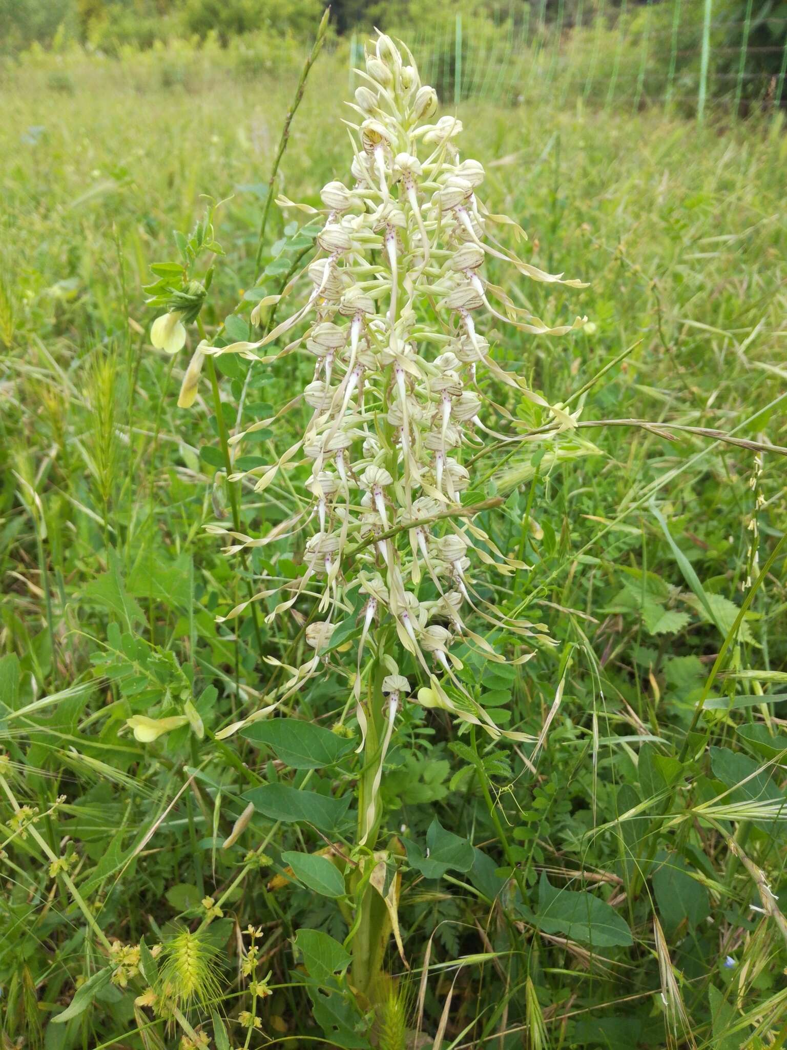 Image of Lizard orchid