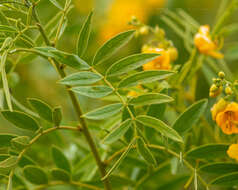 صورة Senna cumingii var. cumingii