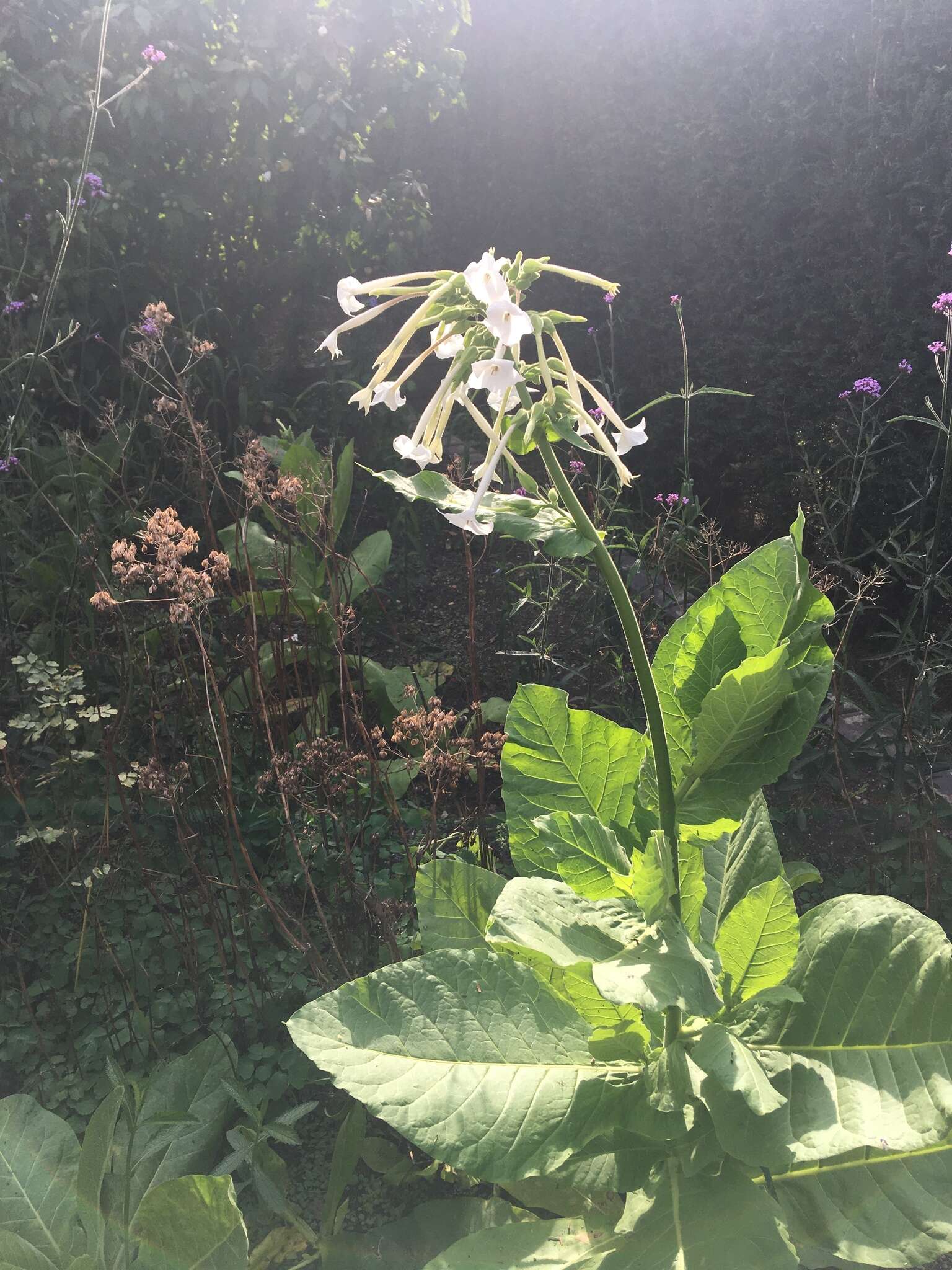 Image of South American tobacco