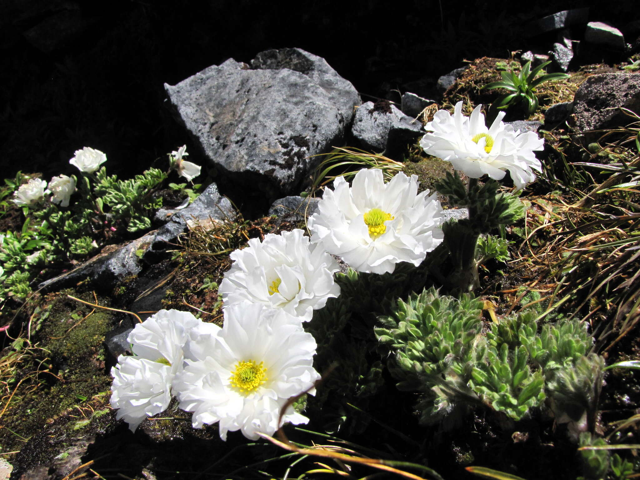 Слика од Ranunculus buchananii Hook. fil.