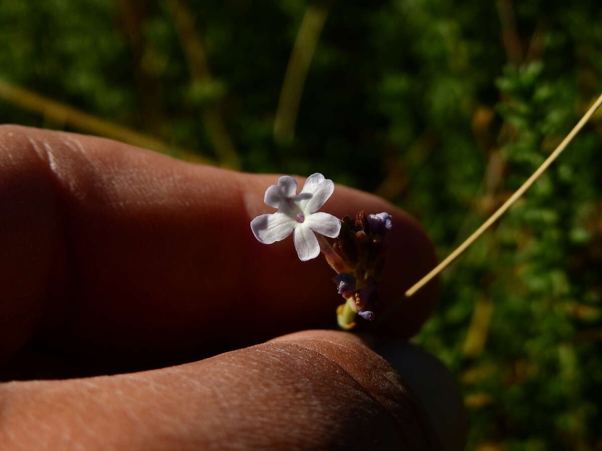 Image of Junellia succulentifolia (Kuntze) Moldenke